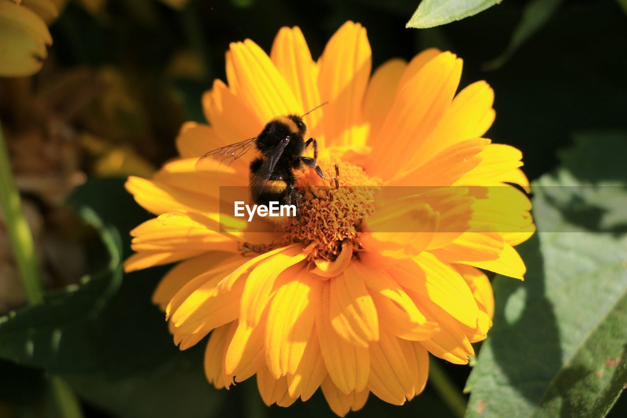 Close-up of bee on yellow flower