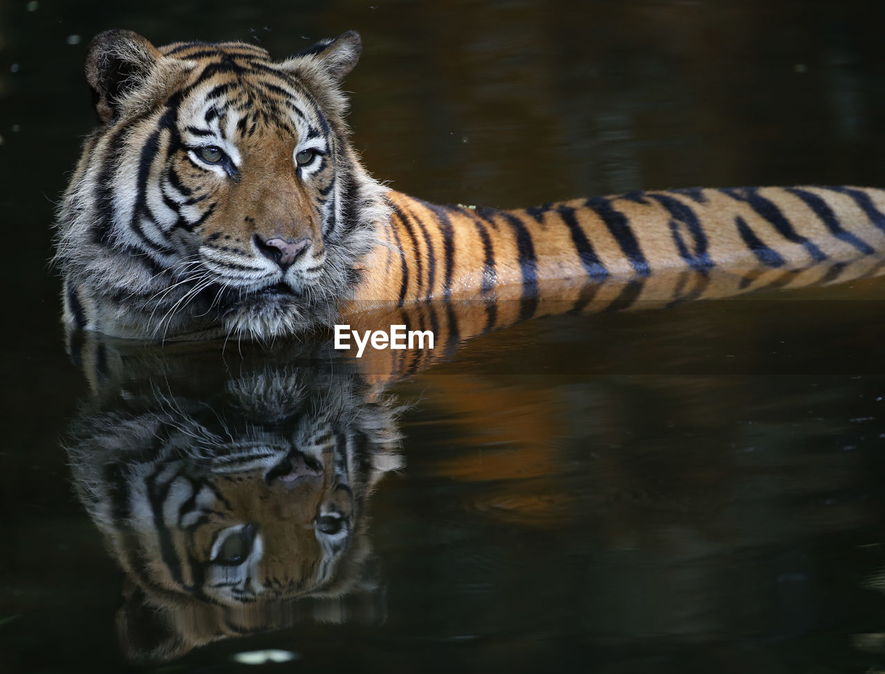 TIGER IN THE LAKE