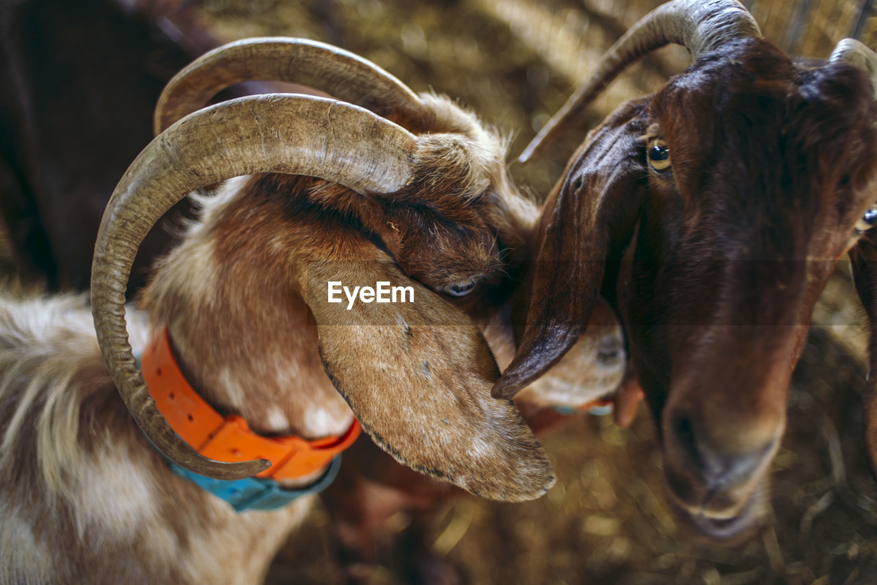 Close-up of goats