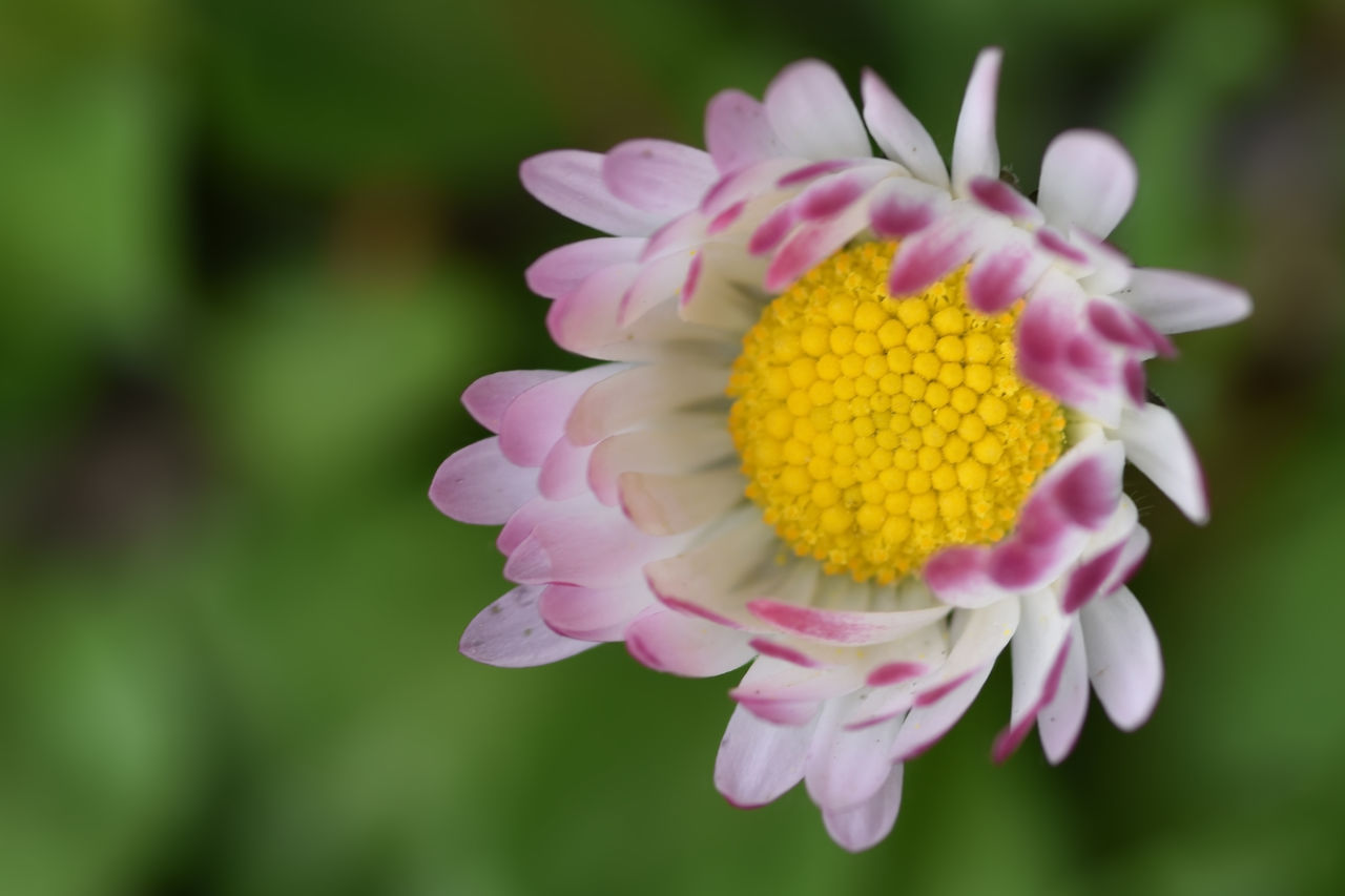 Close-up of pink flowers