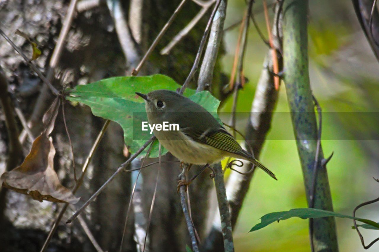 CLOSE-UP OF BIRD PERCHING ON A BRANCH