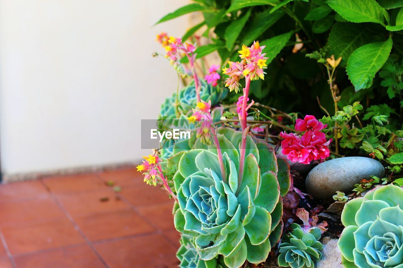 Close-up of flowers growing on plant