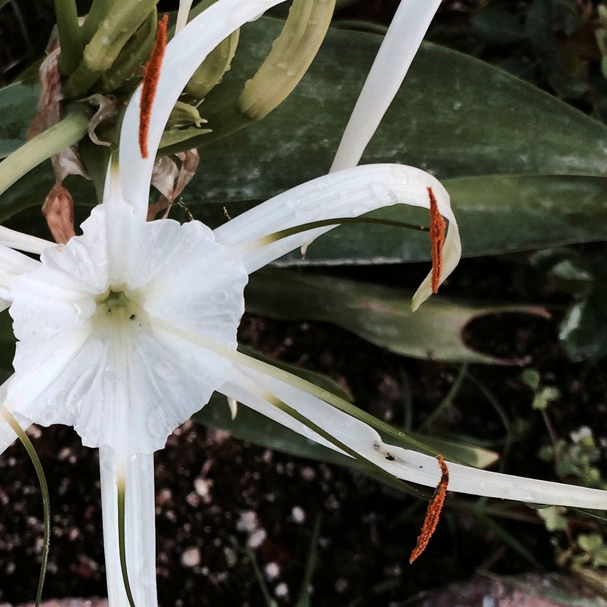 Close-up of white spider lily flowers