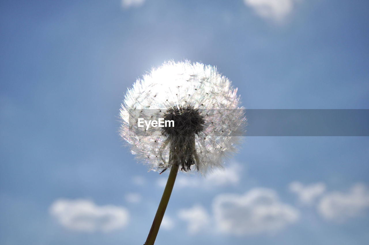 LOW ANGLE VIEW OF DANDELION ON PLANT AGAINST SKY