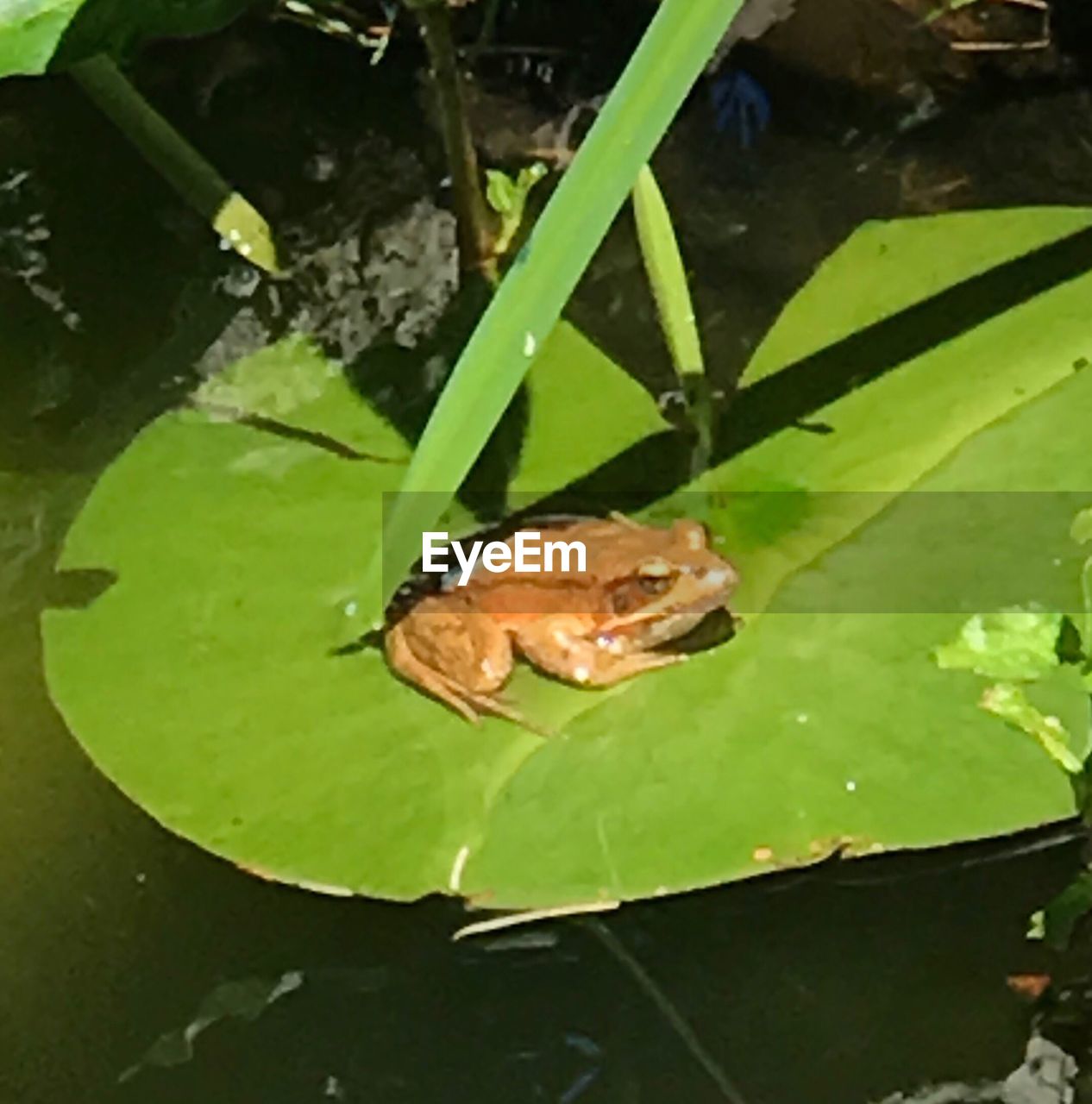 HIGH ANGLE VIEW OF A FROG ON LEAF