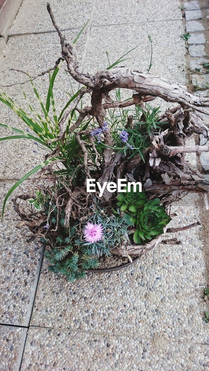 HIGH ANGLE VIEW OF PLANTS OUTDOORS