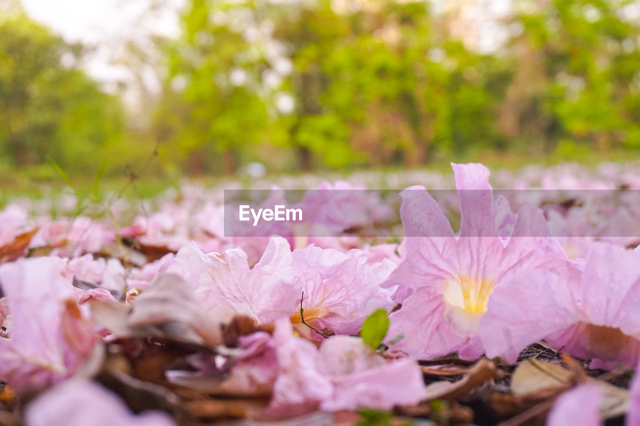 CLOSE-UP OF PINK FLOWERS