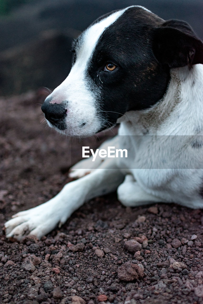 Close-up of dog looking away