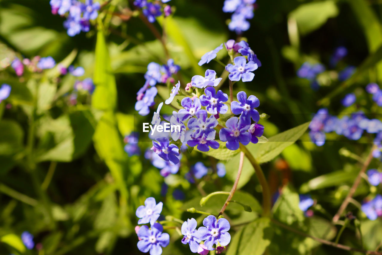 Close-up of purple flowering plant