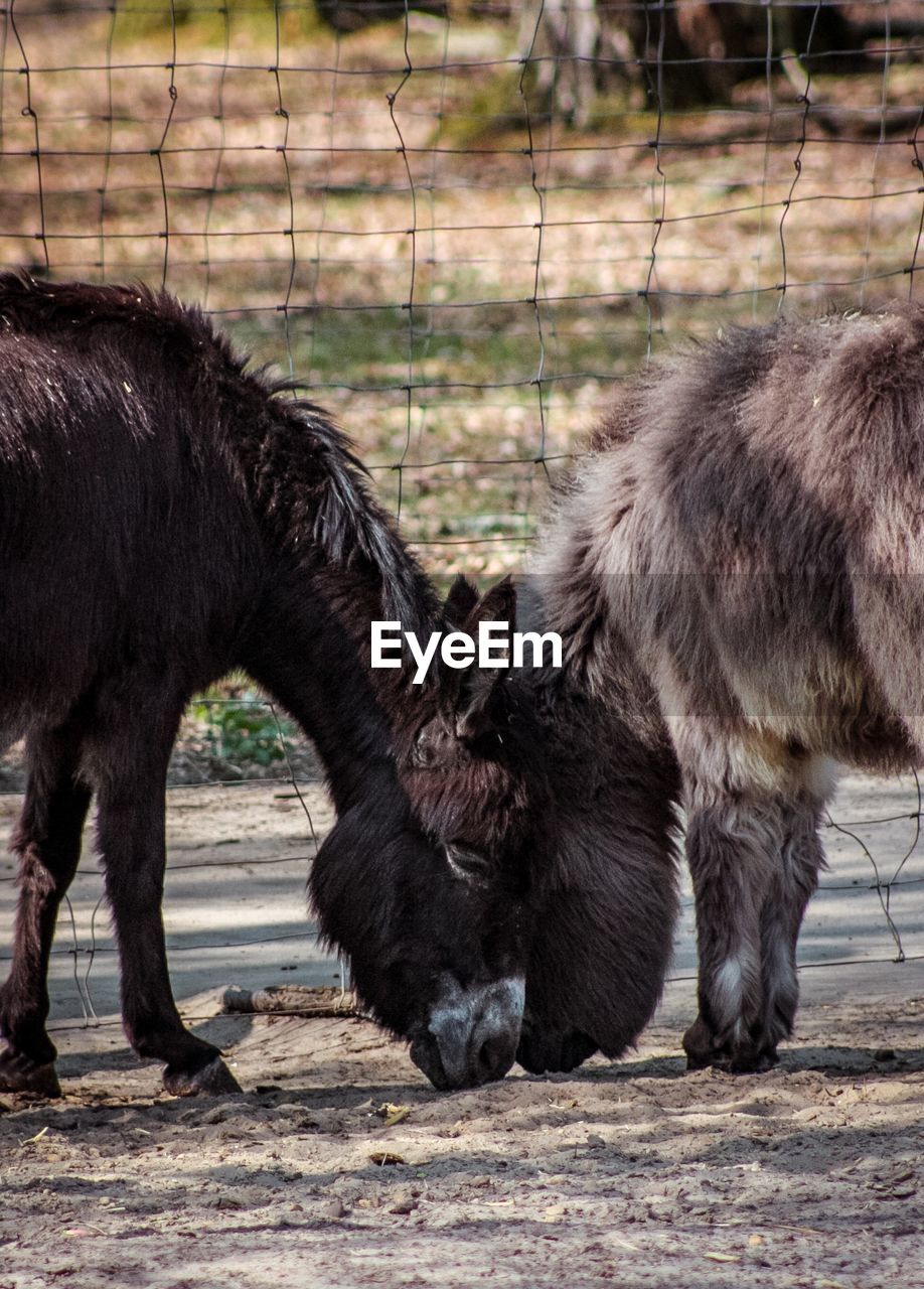 Donkeys in a field