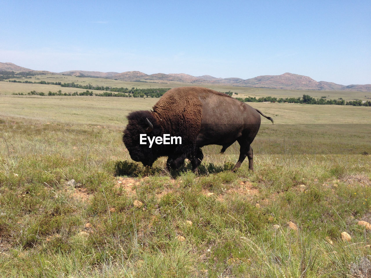 Side view of bison in field 