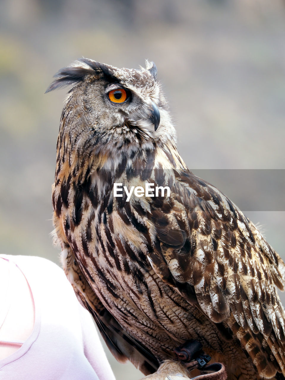 Close-up of owl