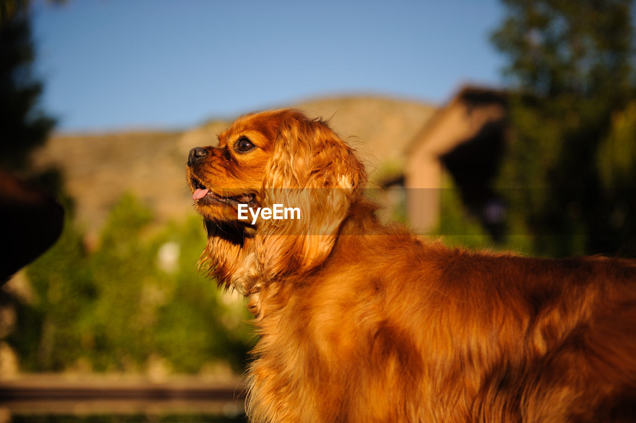 Cavalier king charles spaniel rearing up on retaining wall