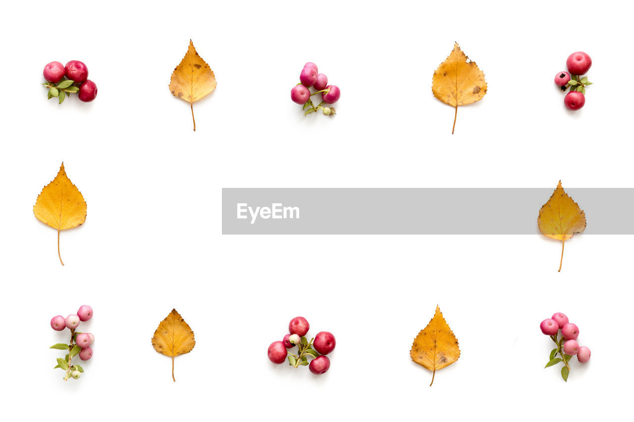 CLOSE-UP OF MULTI COLORED LEAVES AGAINST WHITE BACKGROUND