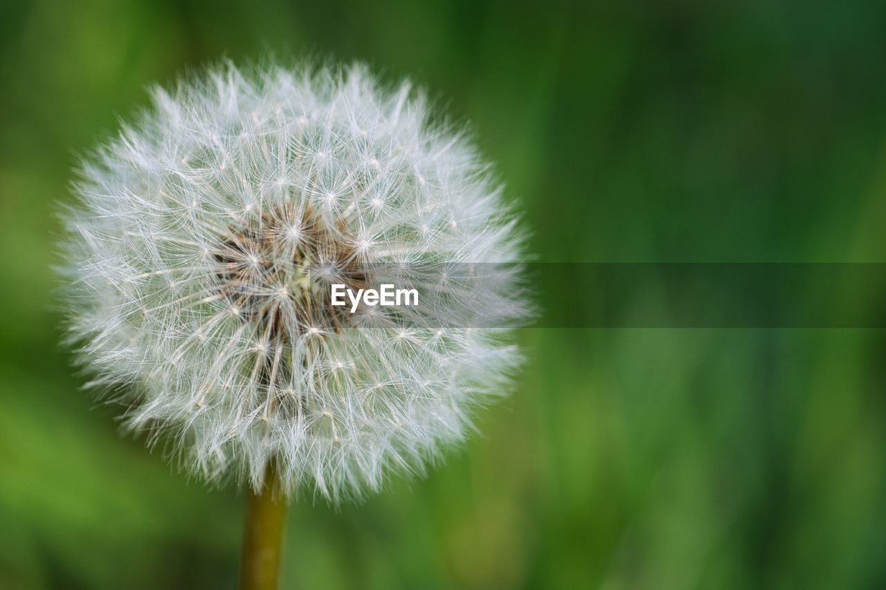 Close-up of dandelion flower