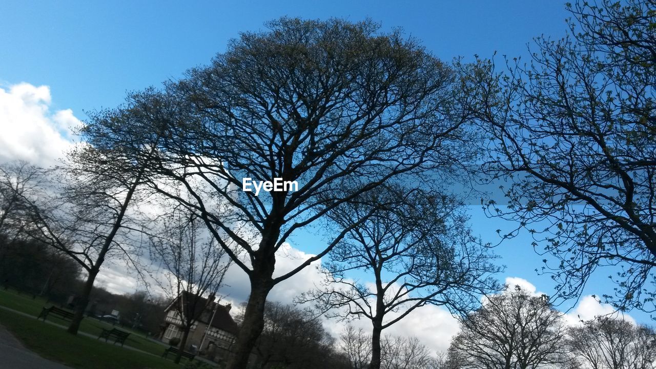 BARE TREES ON LANDSCAPE