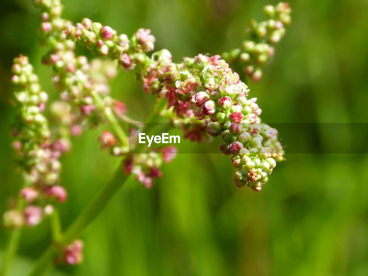 CLOSE-UP OF FLOWERING PLANT AGAINST WHITE FLOWERS