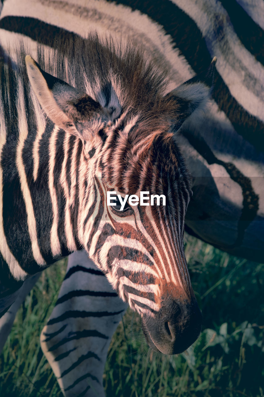 Close-up of zebra foal