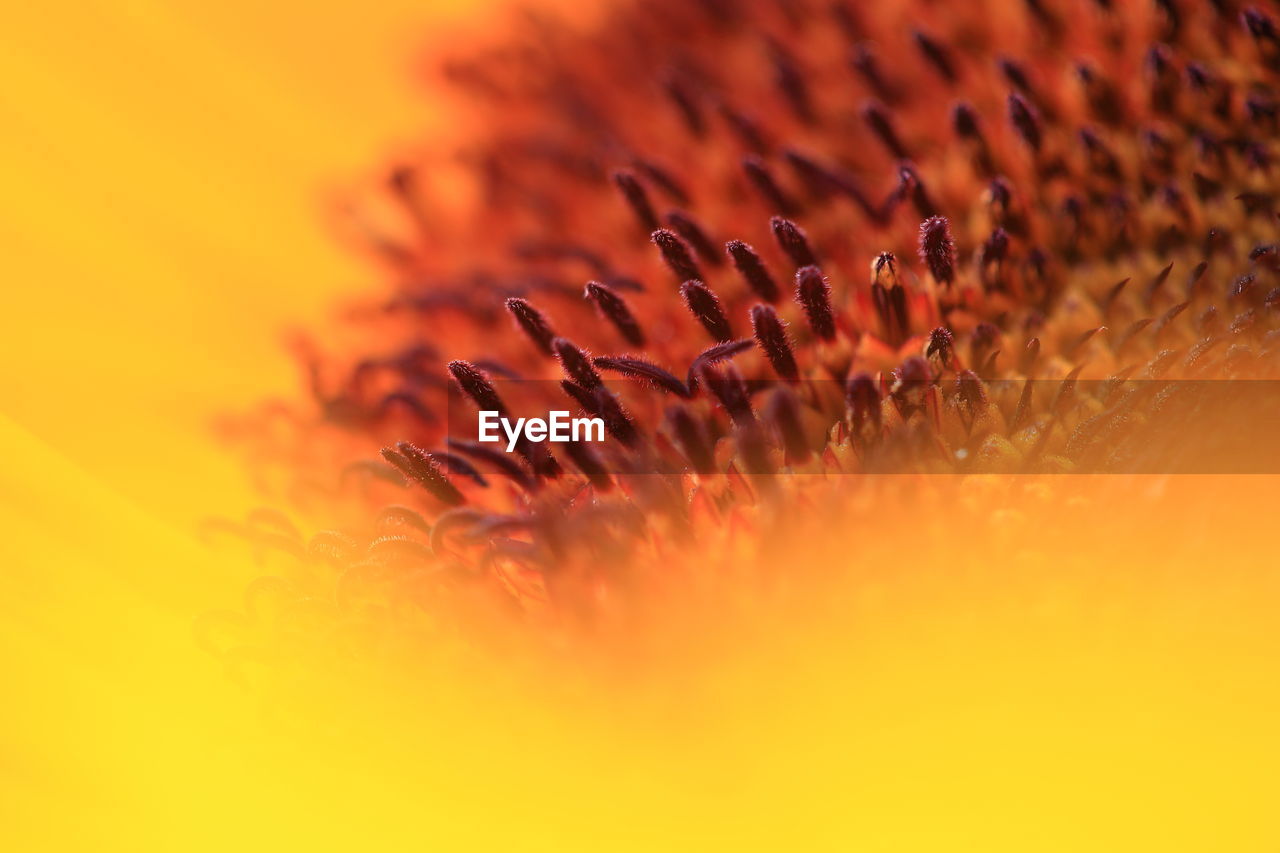 Close-up of pollen grain