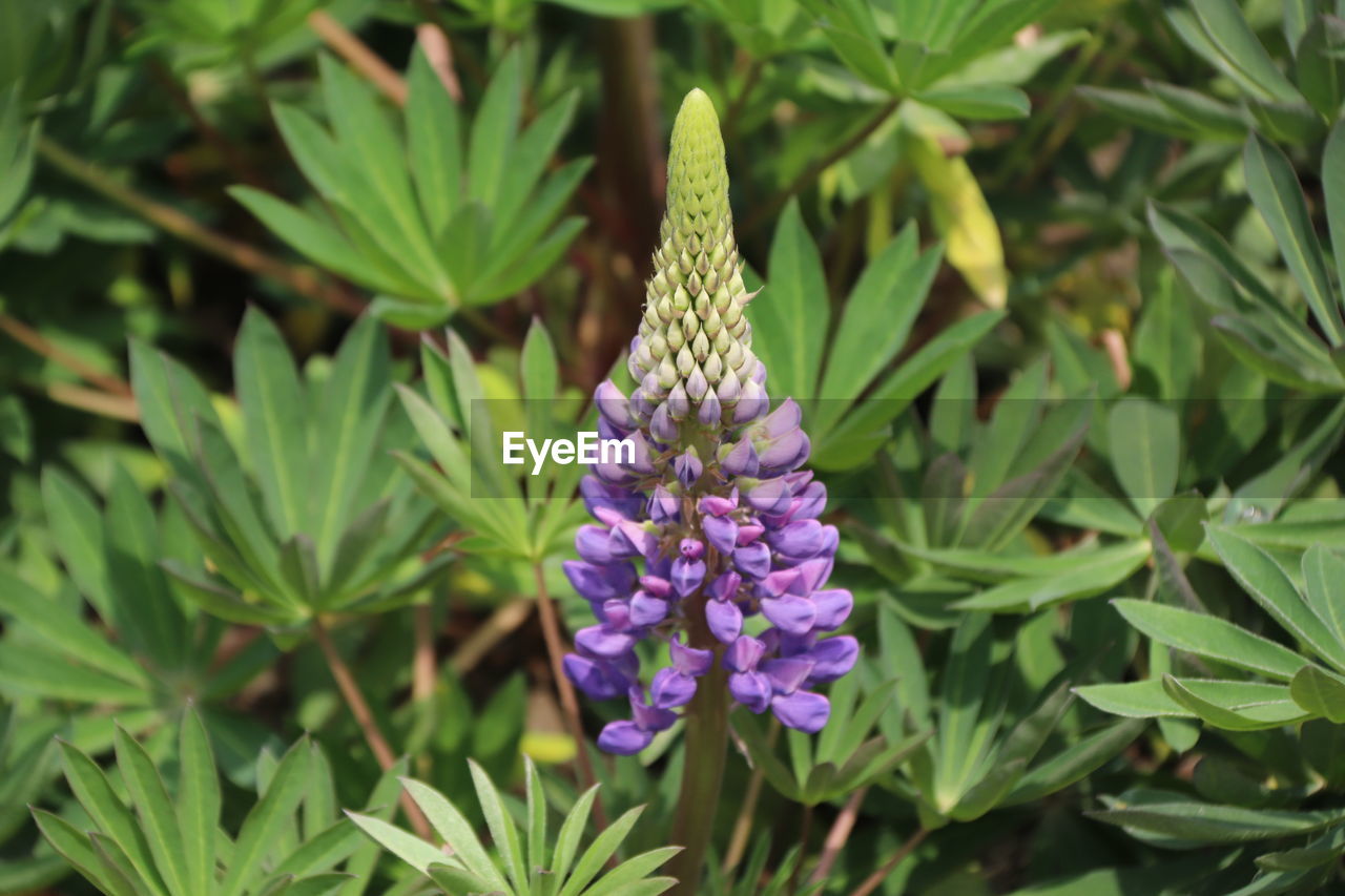 CLOSE-UP OF PURPLE FLOWERING PLANT IN BLOOM