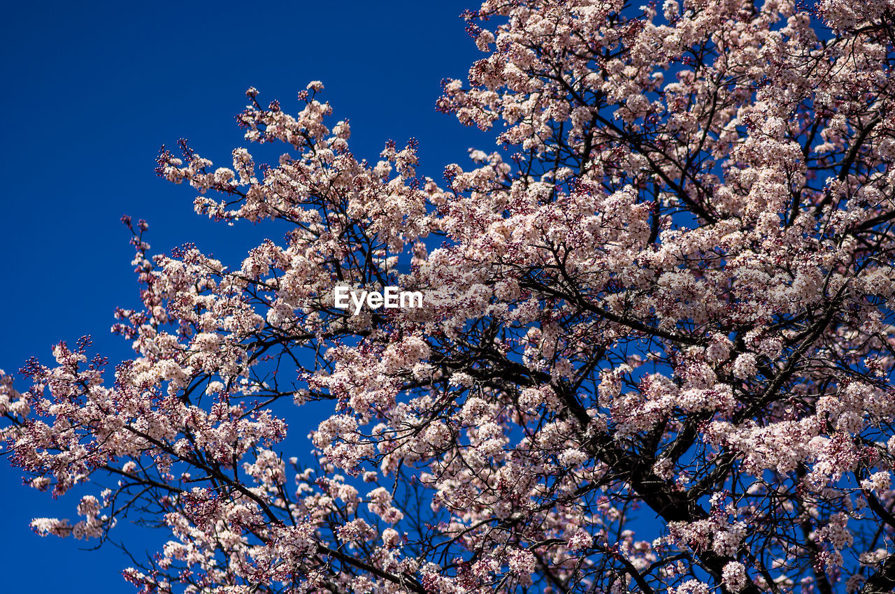 LOW ANGLE VIEW OF CHERRY BLOSSOMS AGAINST BLUE SKY