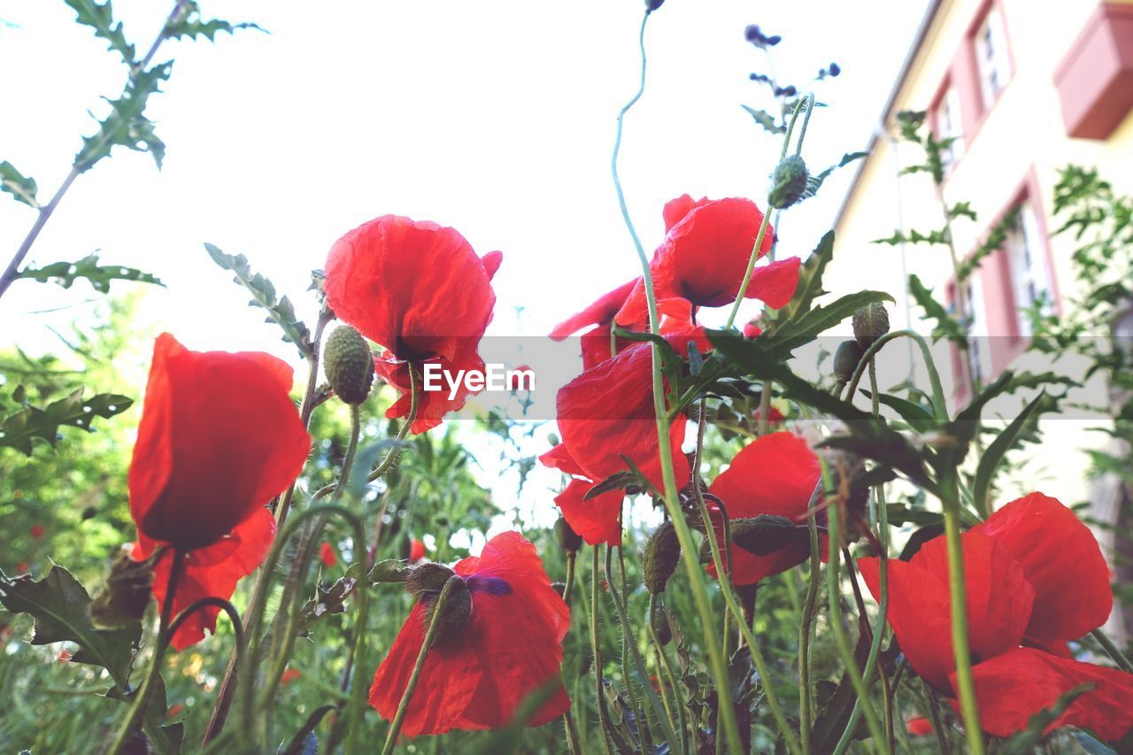 plant, flower, red, flowering plant, beauty in nature, nature, freshness, growth, petal, fragility, poppy, flower head, inflorescence, no people, sky, close-up, day, outdoors, leaf, blossom, low angle view, plant part, tree, springtime, sunlight, plant stem