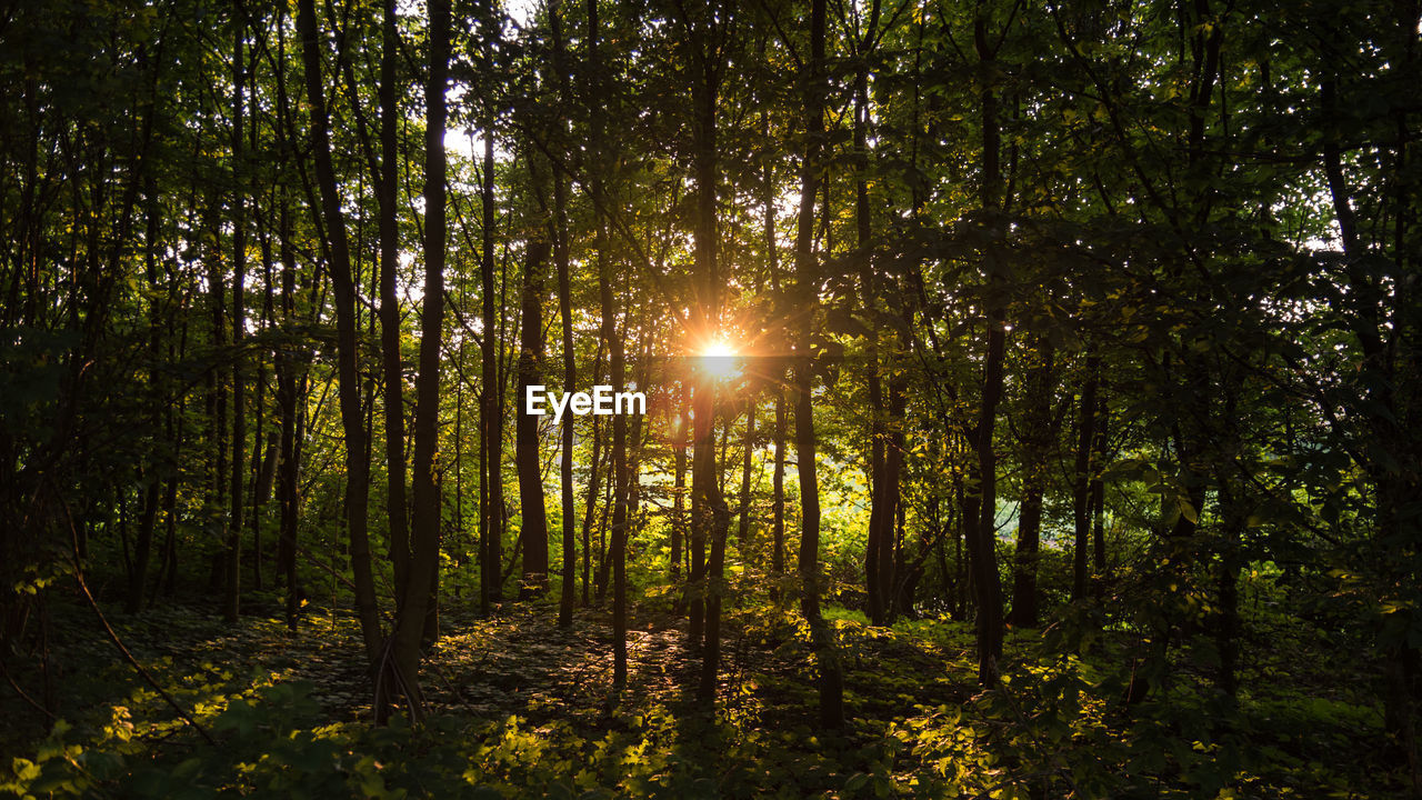 Sunlight streaming through trees in forest