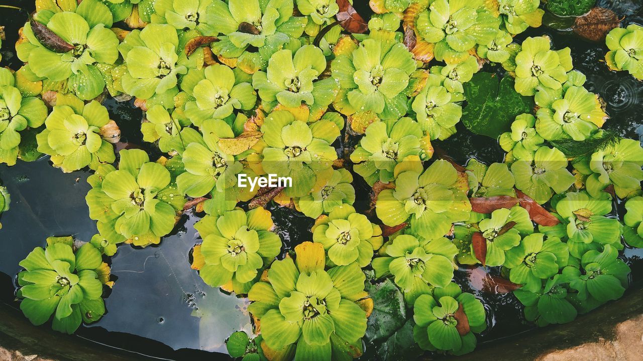 CLOSE-UP OF PLANT