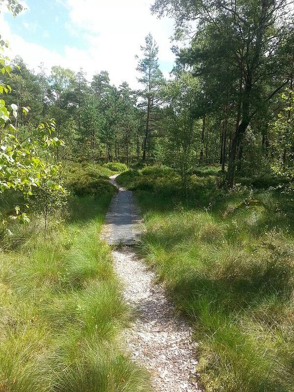 SCENIC VIEW OF FOREST