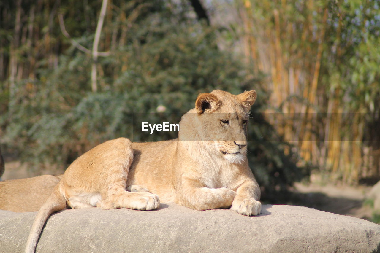 Lioness sitting on rock