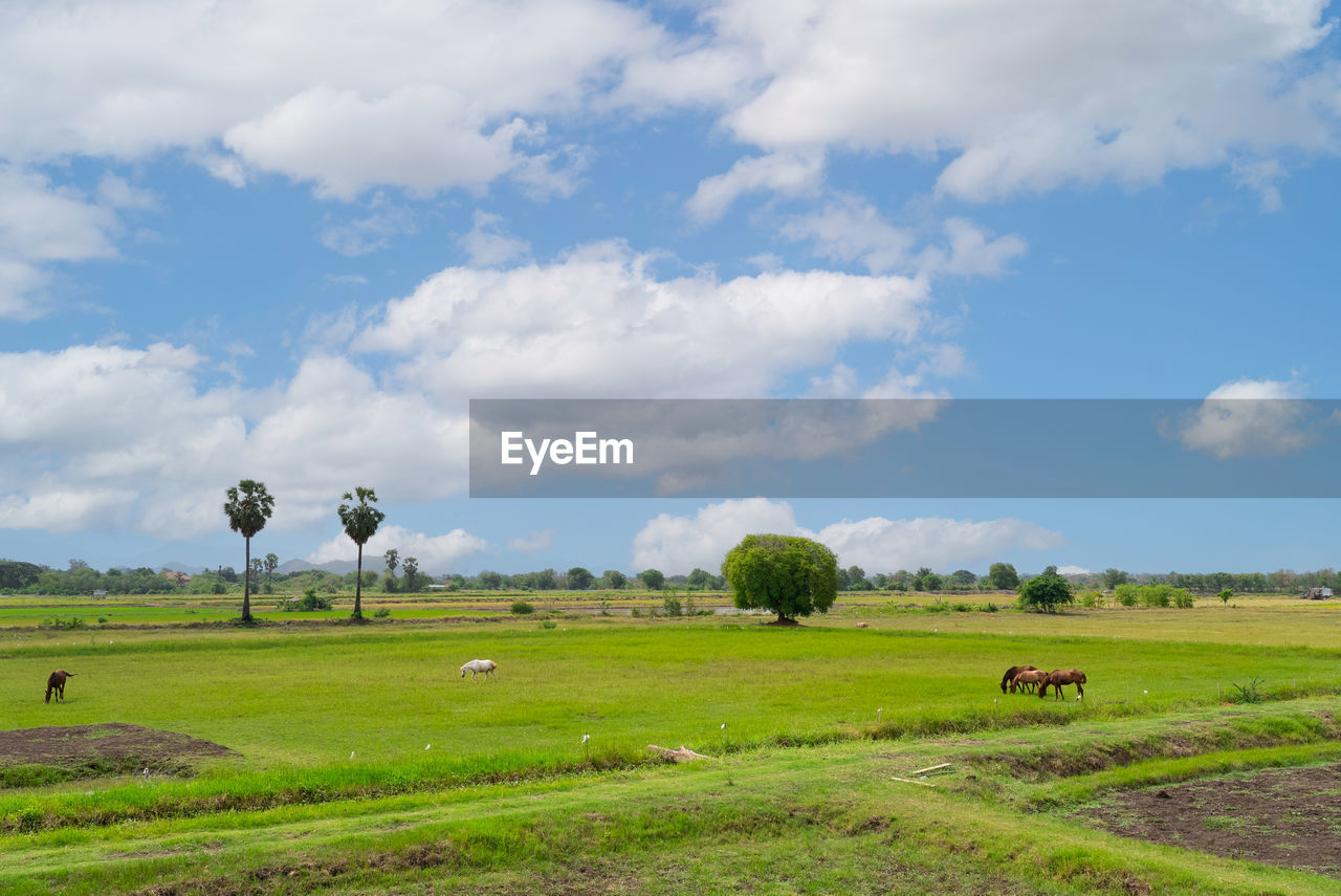 landscape, environment, sky, grassland, plain, field, pasture, plant, cloud, land, grass, prairie, nature, agriculture, rural scene, scenics - nature, meadow, hill, rural area, beauty in nature, green, tree, animal, animal themes, mammal, horizon, no people, livestock, farm, tranquility, tranquil scene, day, domestic animals, non-urban scene, paddy field, group of animals, cattle, travel, outdoors, travel destinations, blue, animal wildlife, plateau, tourism, food, grazing, steppe, horizon over land, natural environment, large group of animals