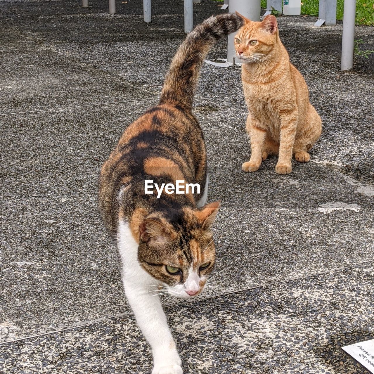 HIGH ANGLE VIEW OF CATS SITTING