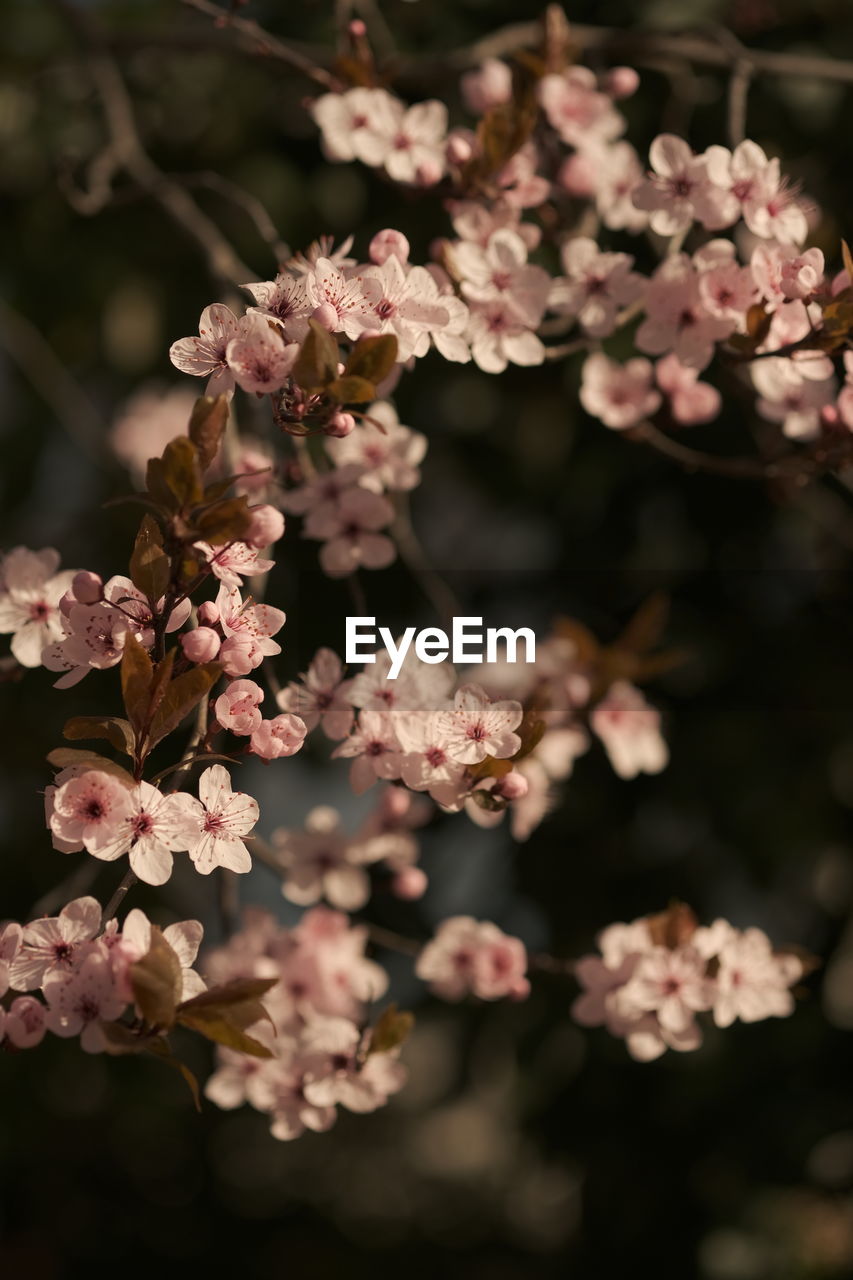 Close-up of white cherry blossom