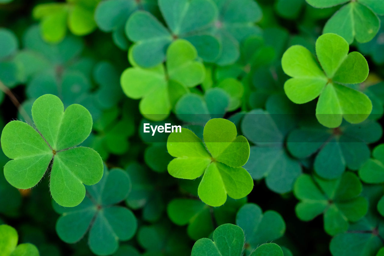 CLOSE-UP OF GREEN LEAVES