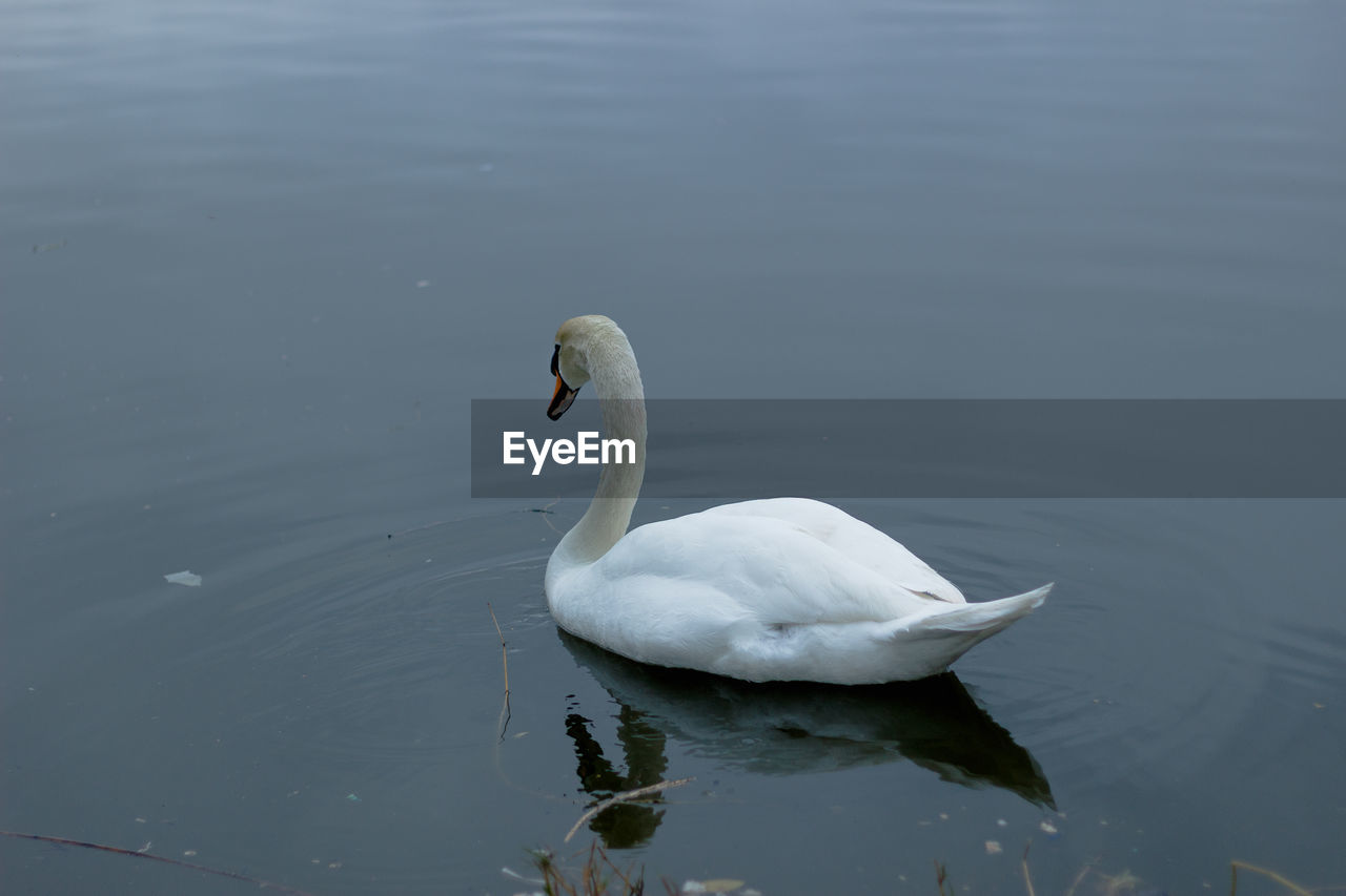 SWAN IN LAKE