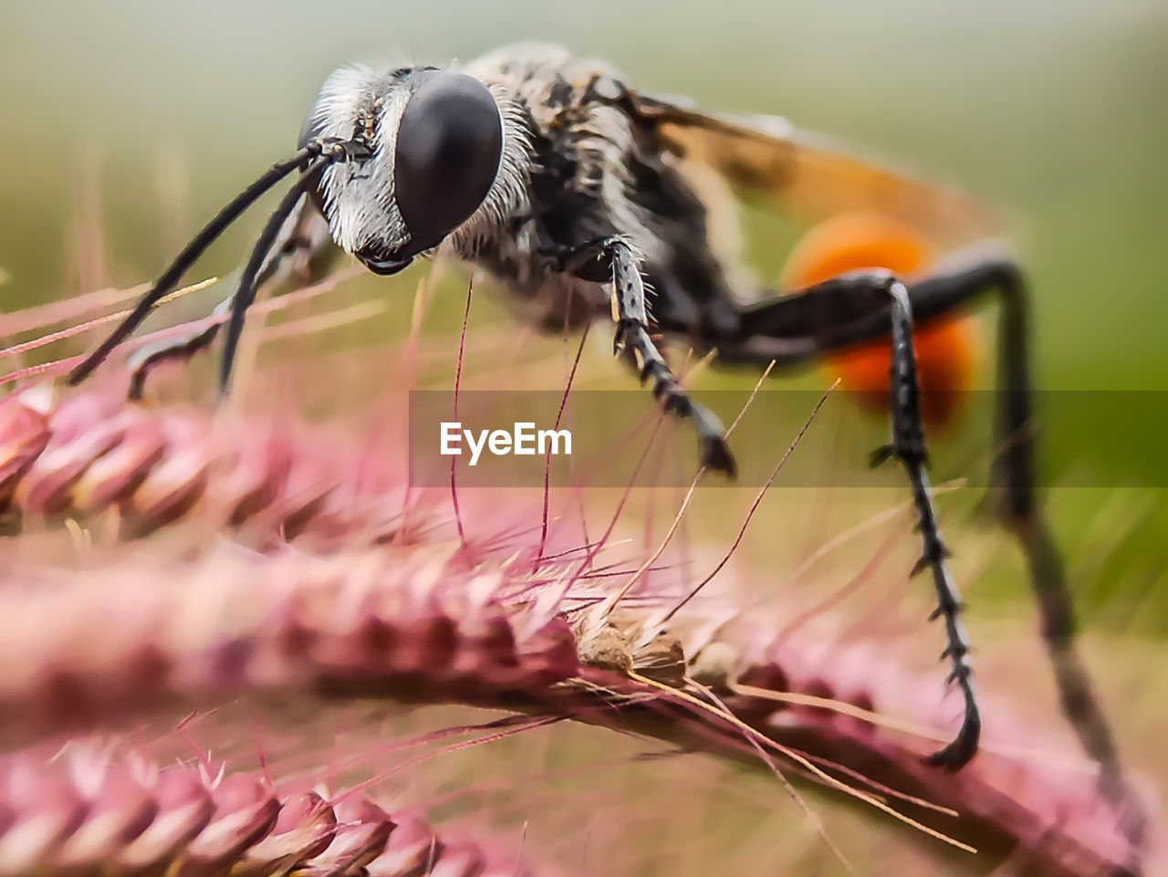 CLOSE-UP OF INSECT POLLINATING ON A FLOWER