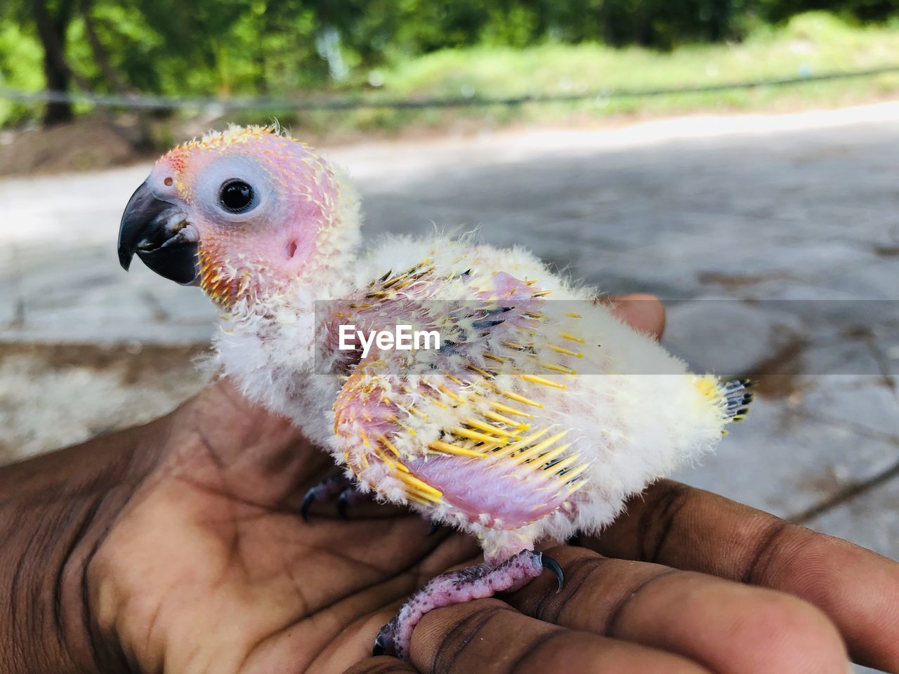 Close-up of hand holding bird