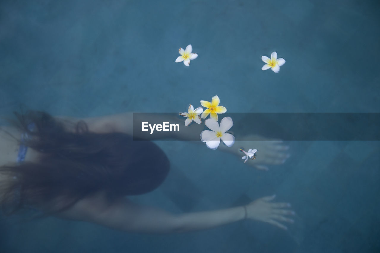 Bird view of white flowers floating on water with model swimming underneath