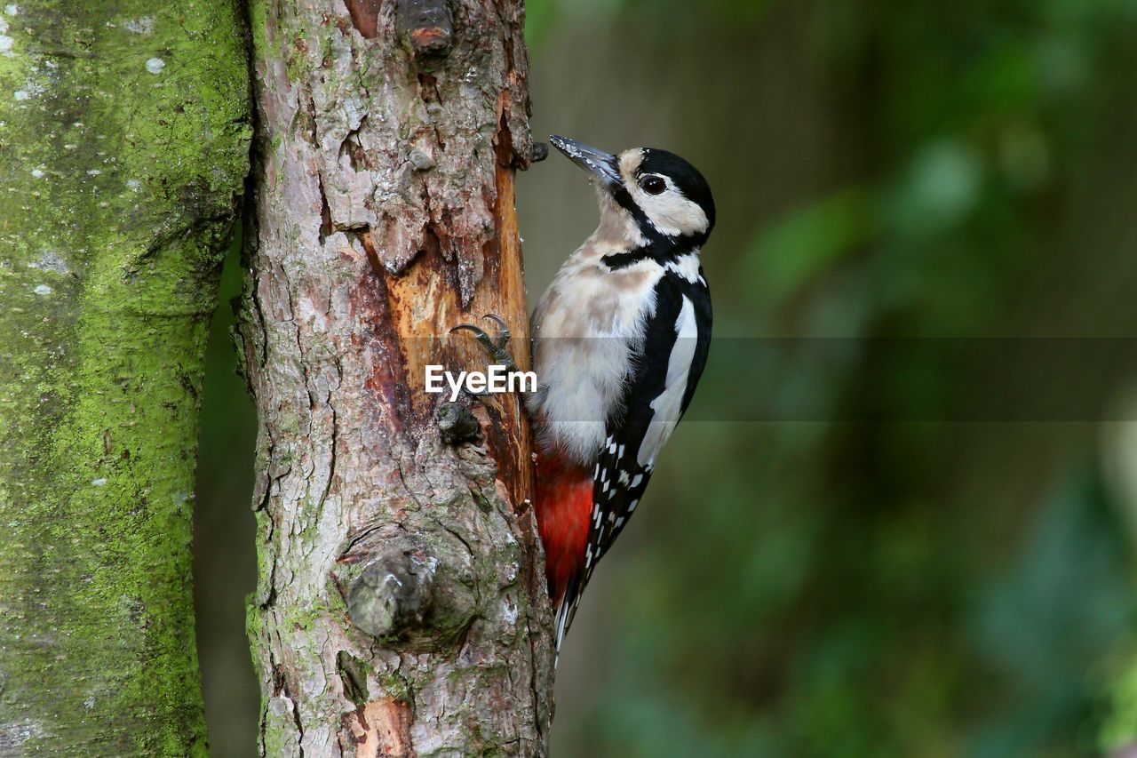 CLOSE-UP OF BIRD PERCHING ON TREE