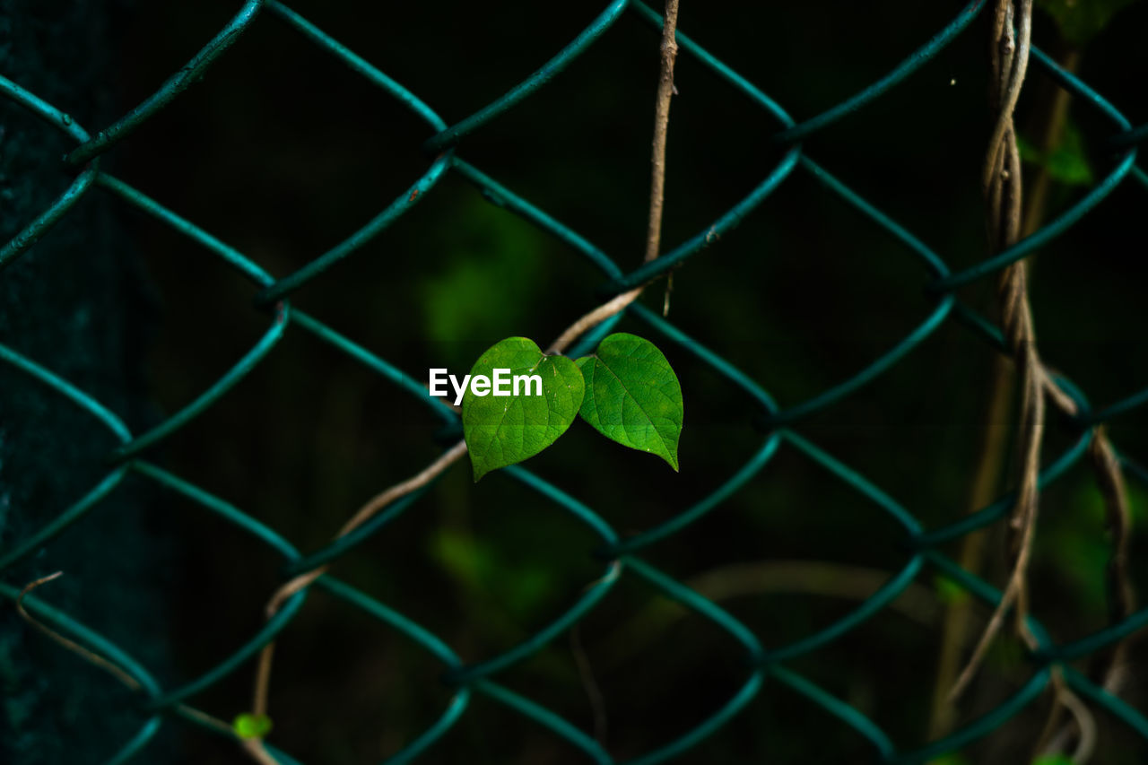 CLOSE-UP OF CHAINLINK FENCE