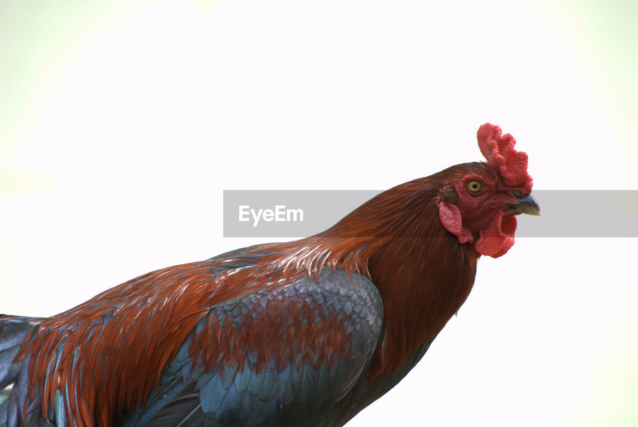 LOW ANGLE VIEW OF ROOSTER ON ROCK