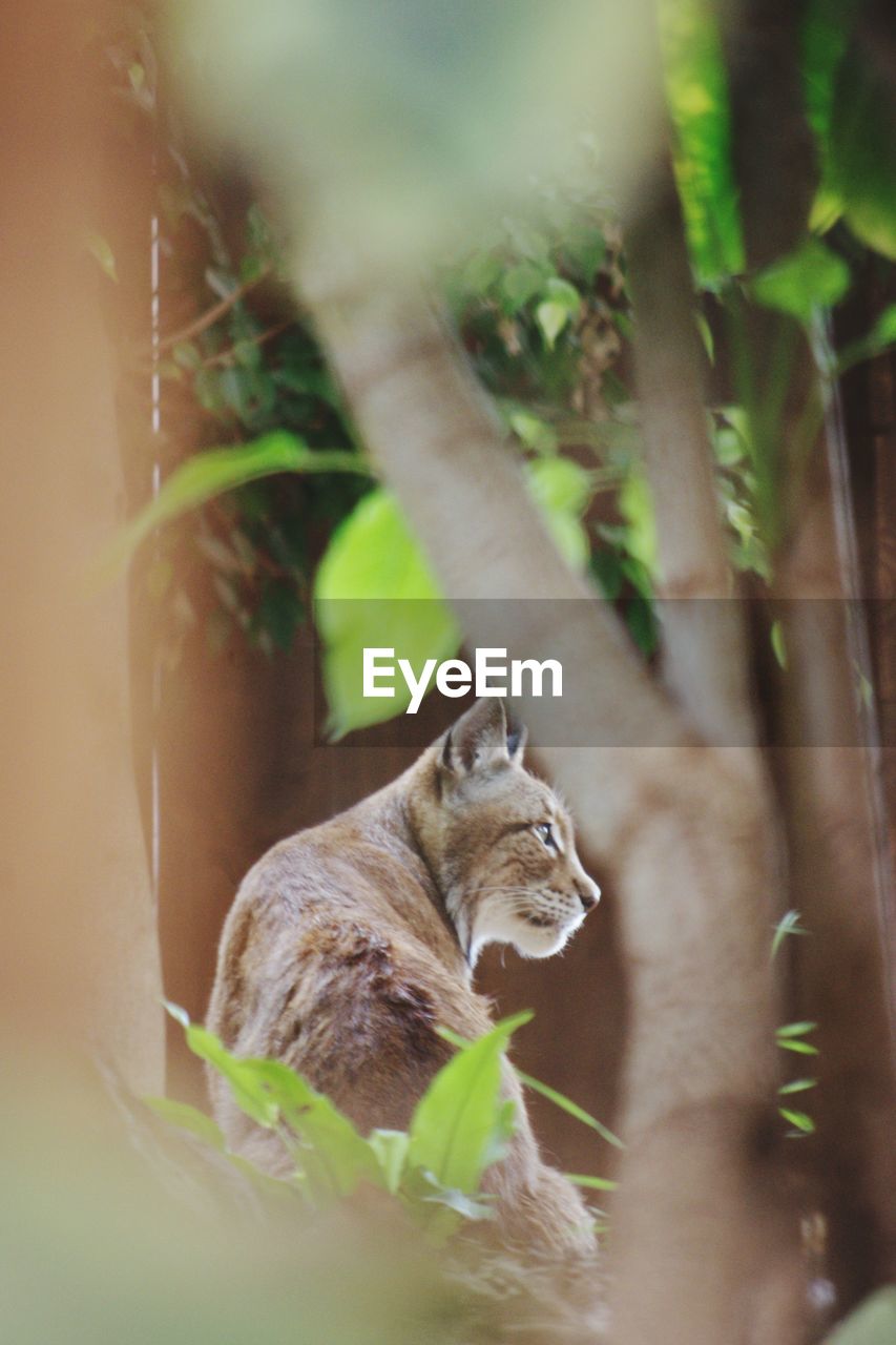 CAT IN A PLANT