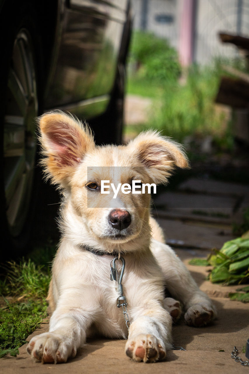 Close-up portrait of a dog looking away