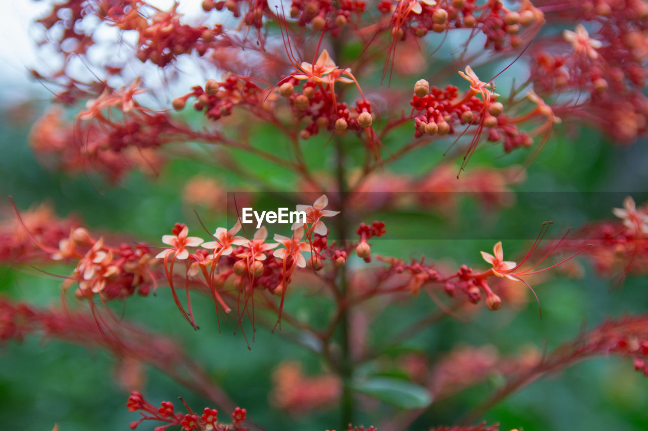 Close-up of red flowering plant