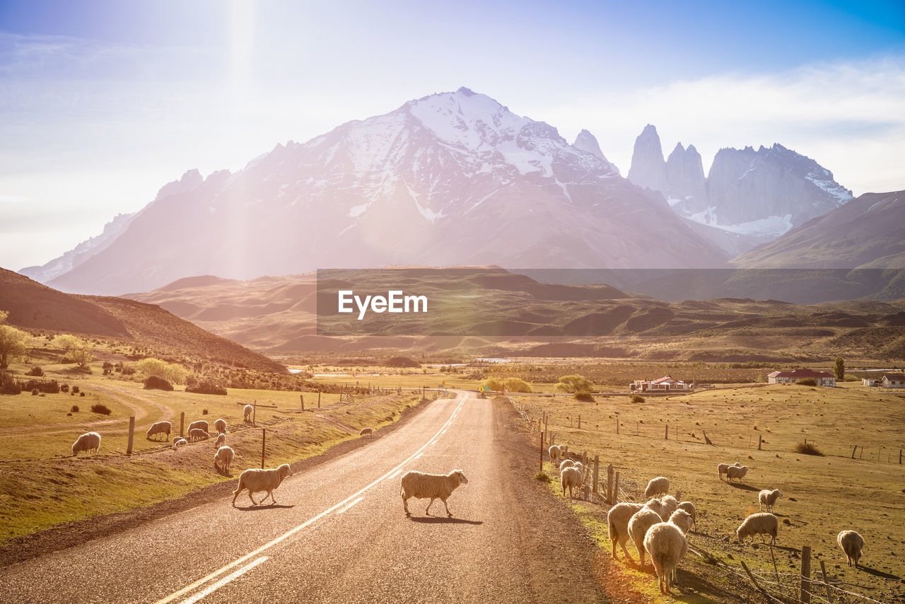 Flock of sheep on landscape against mountains