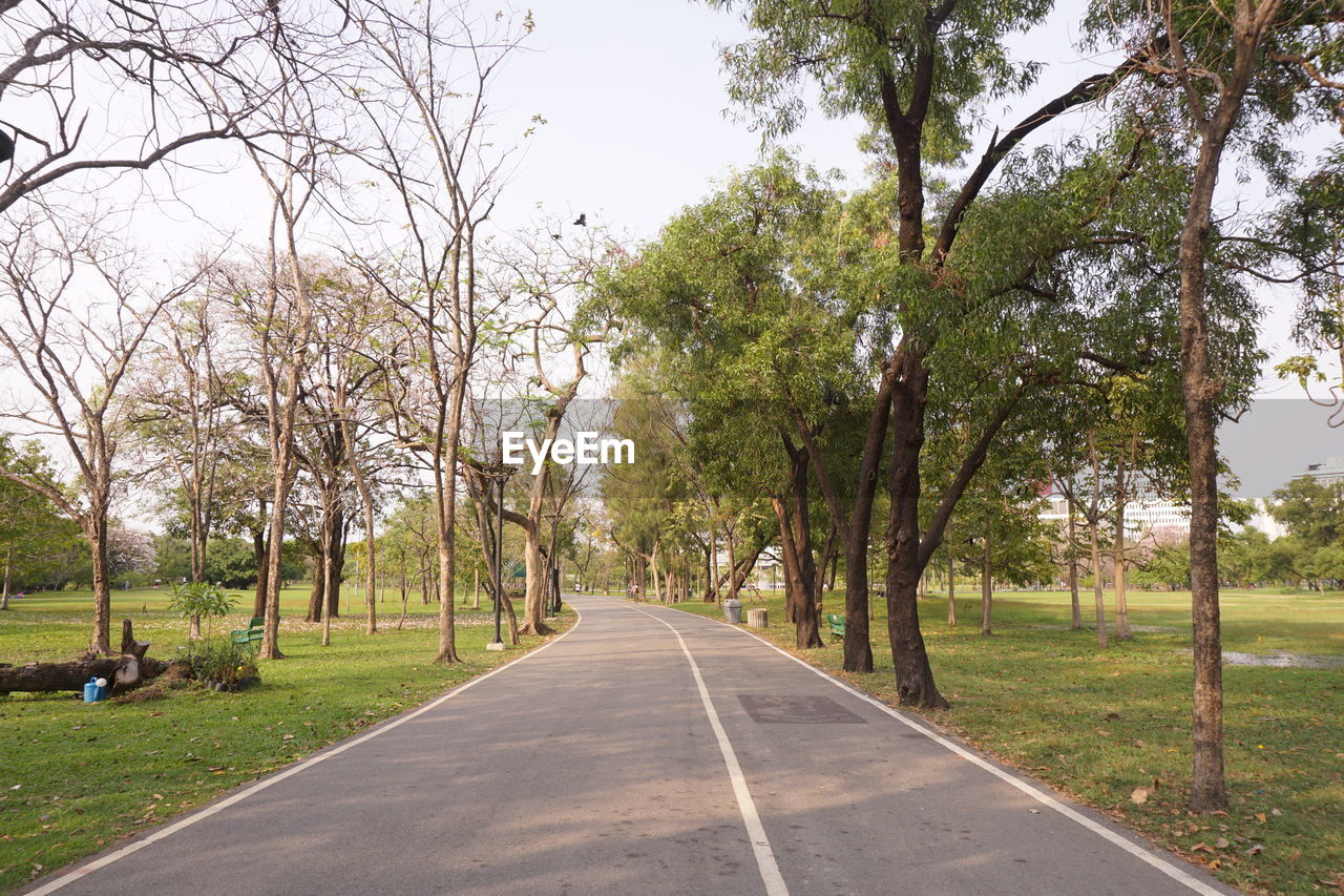 Empty road along trees and plants