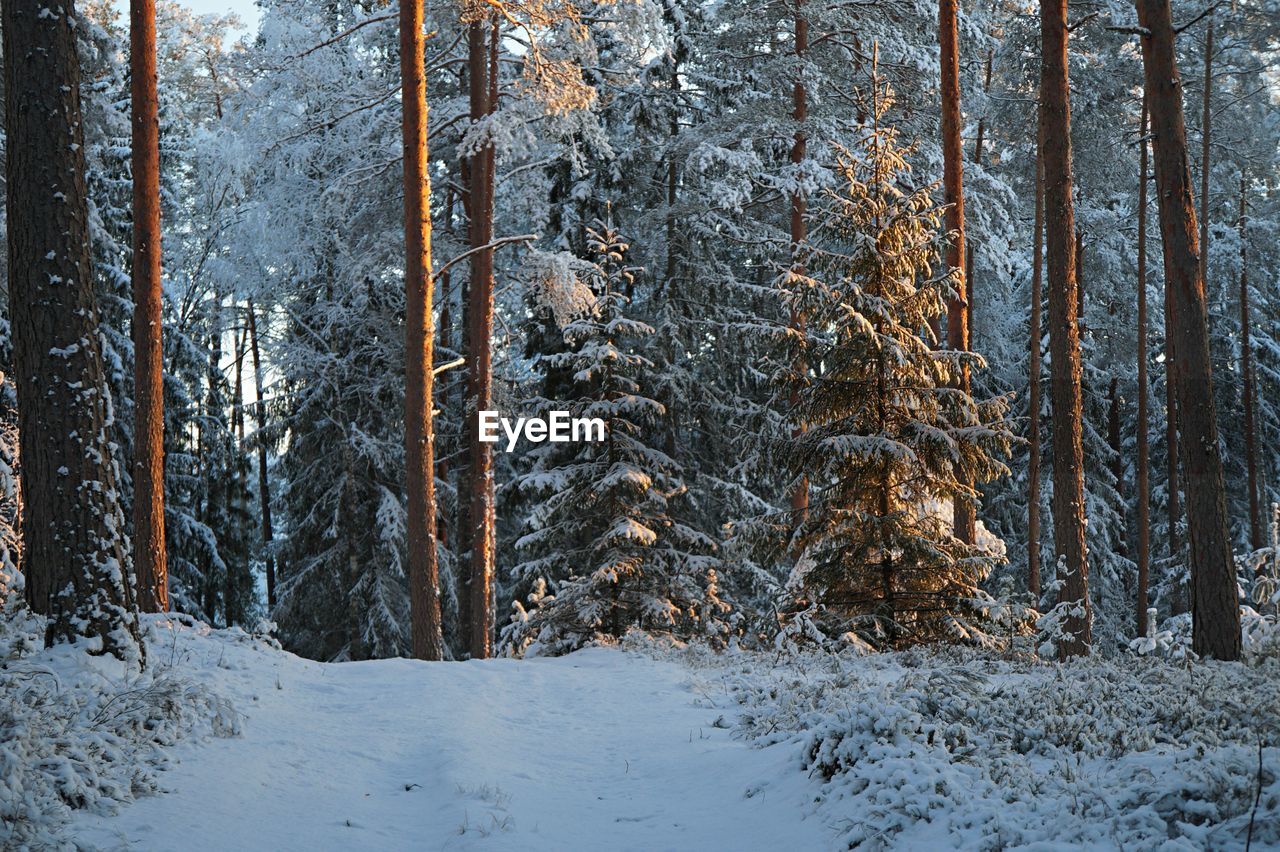 Pine trees in forest during winter