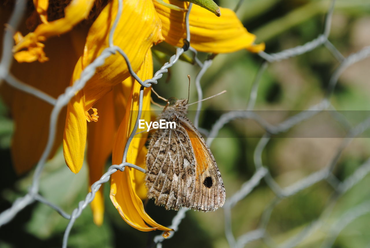 CLOSE-UP OF BUTTERFLY ON YELLOW FLOWER