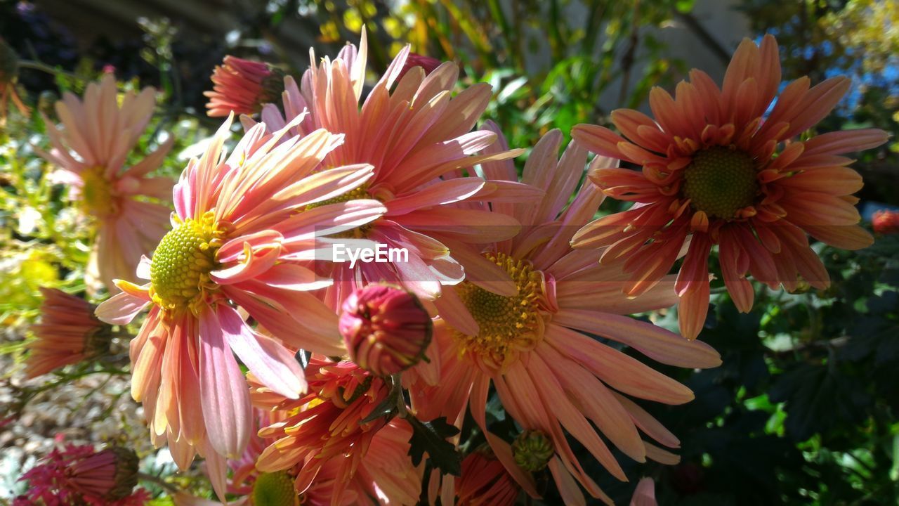 CLOSE-UP OF RED FLOWERING PLANT IN GARDEN