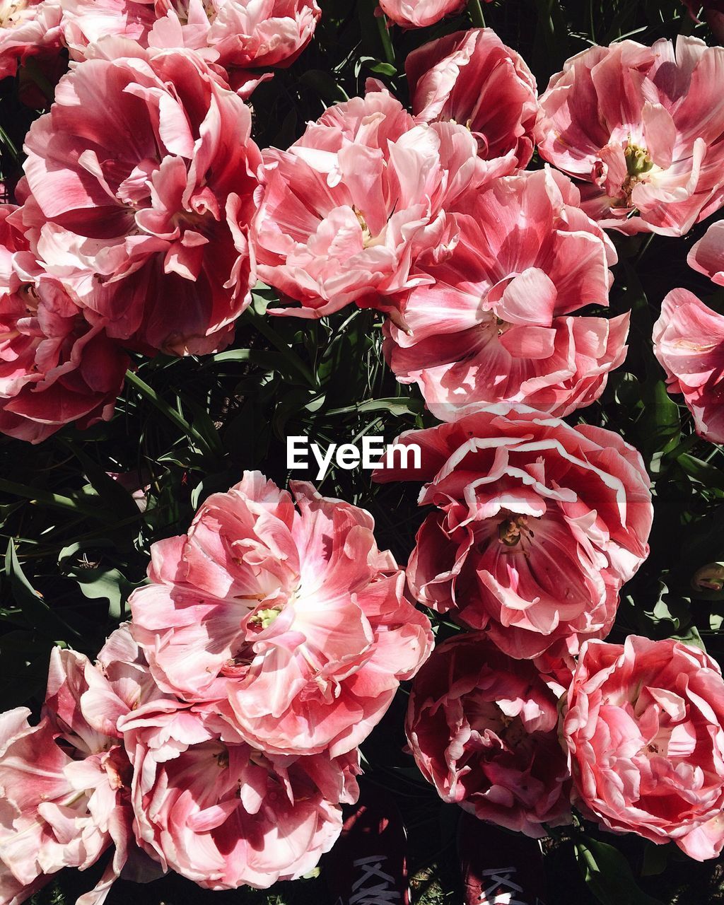 CLOSE-UP OF FLOWERS BLOOMING